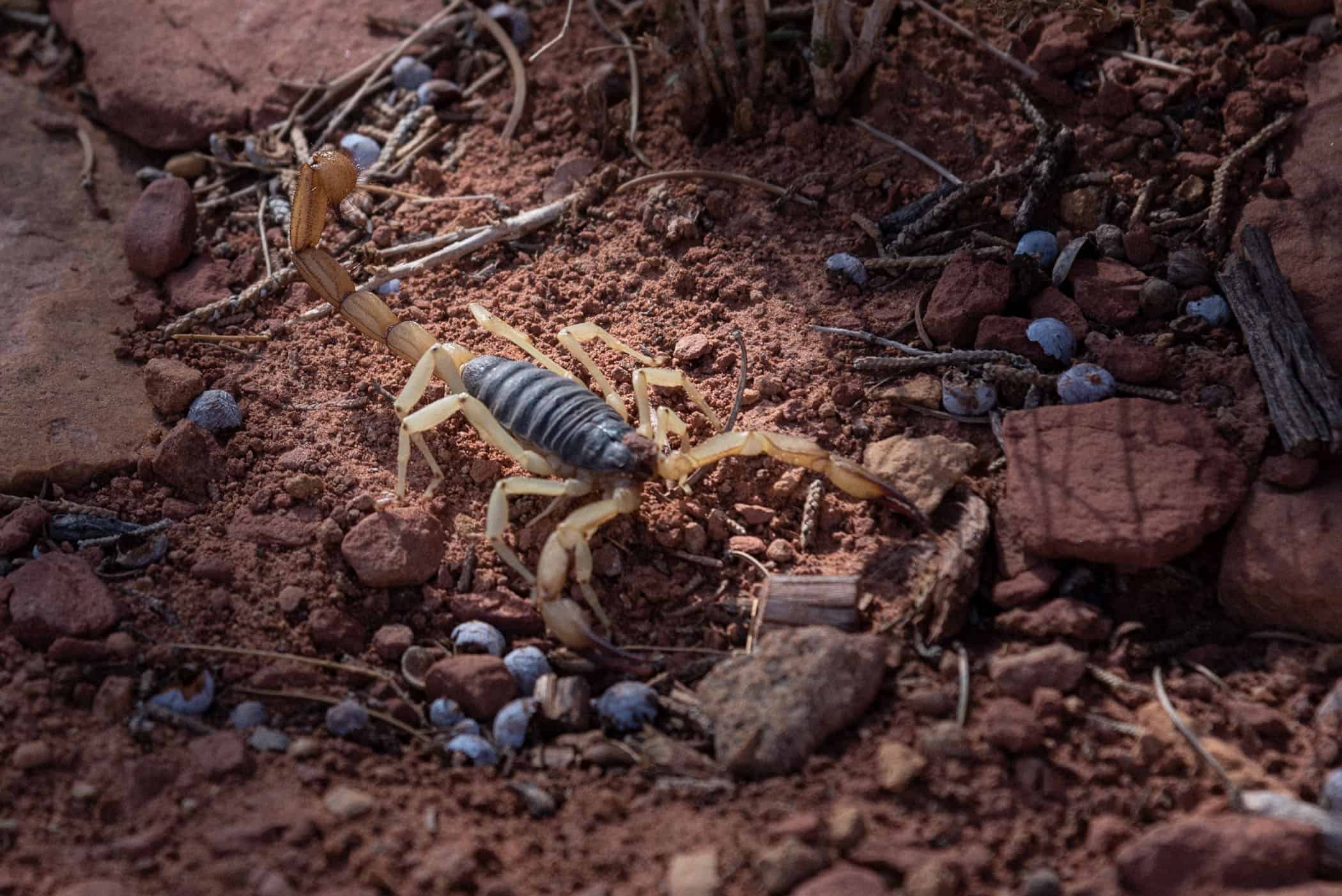 Capitol Reef National Park