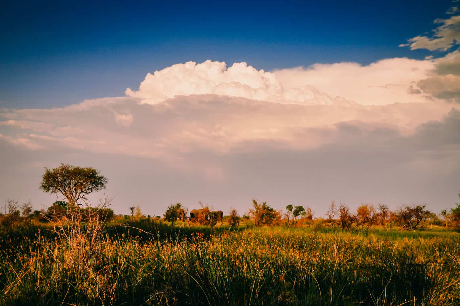 Botsuana okavango safari