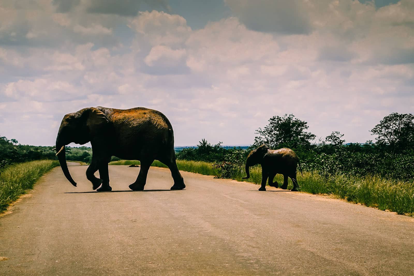 South Africa Kruger National Park Elephant