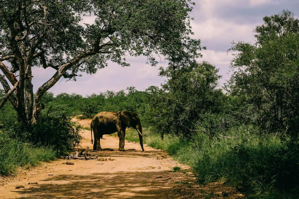 South Africa Kruger National Park Elephant