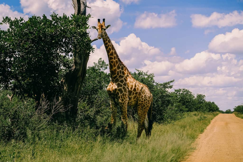 South Africa Kruger National Park Giraffe