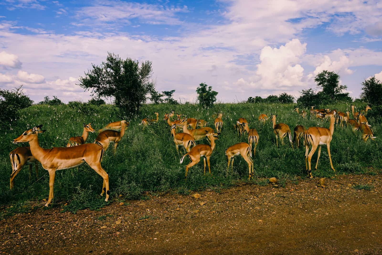 South Africa Kruger National Park