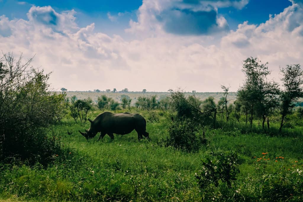 South Africa Kruger National Park rhino