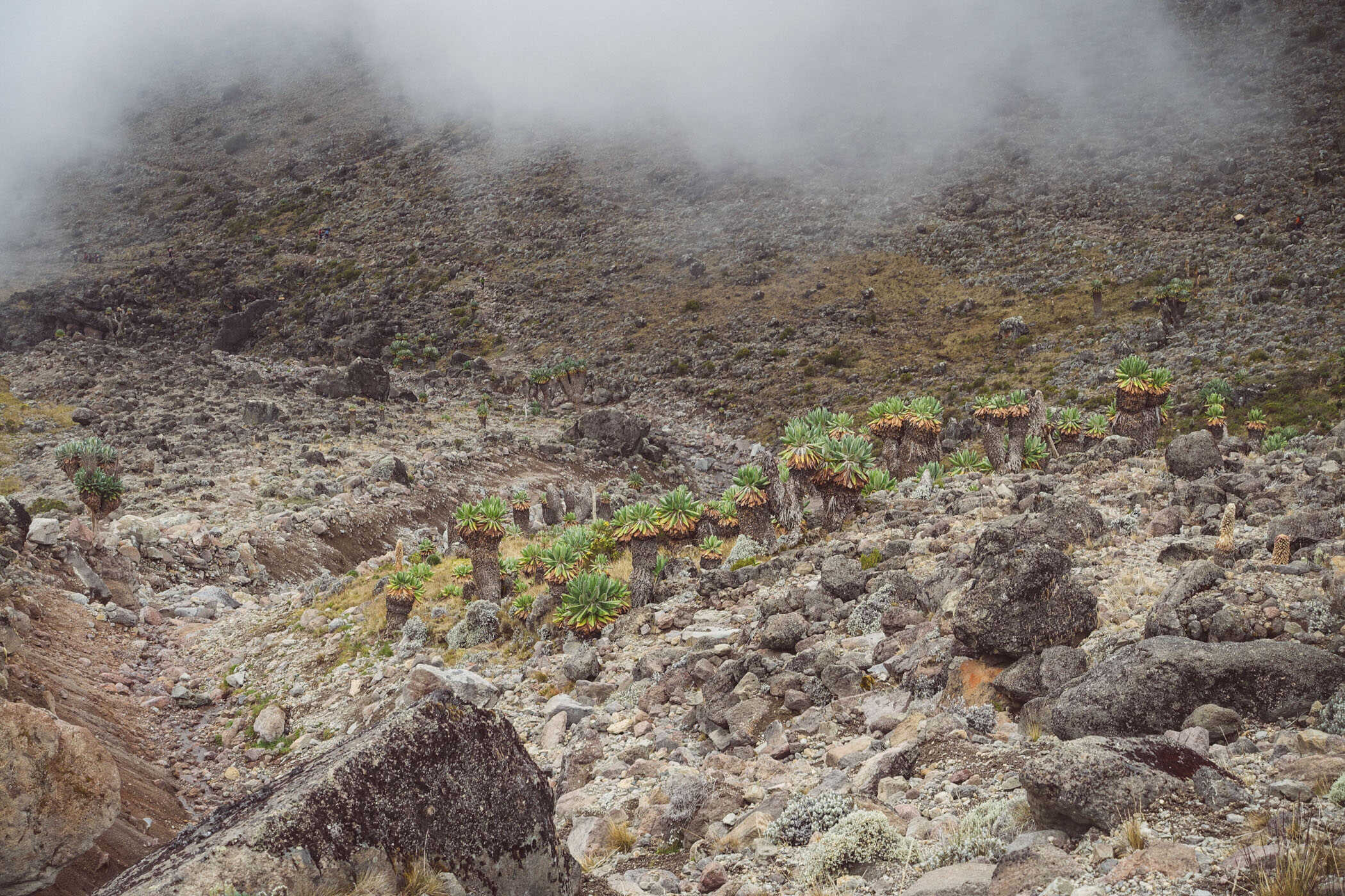 Kilimanjaro hike Lemosho route