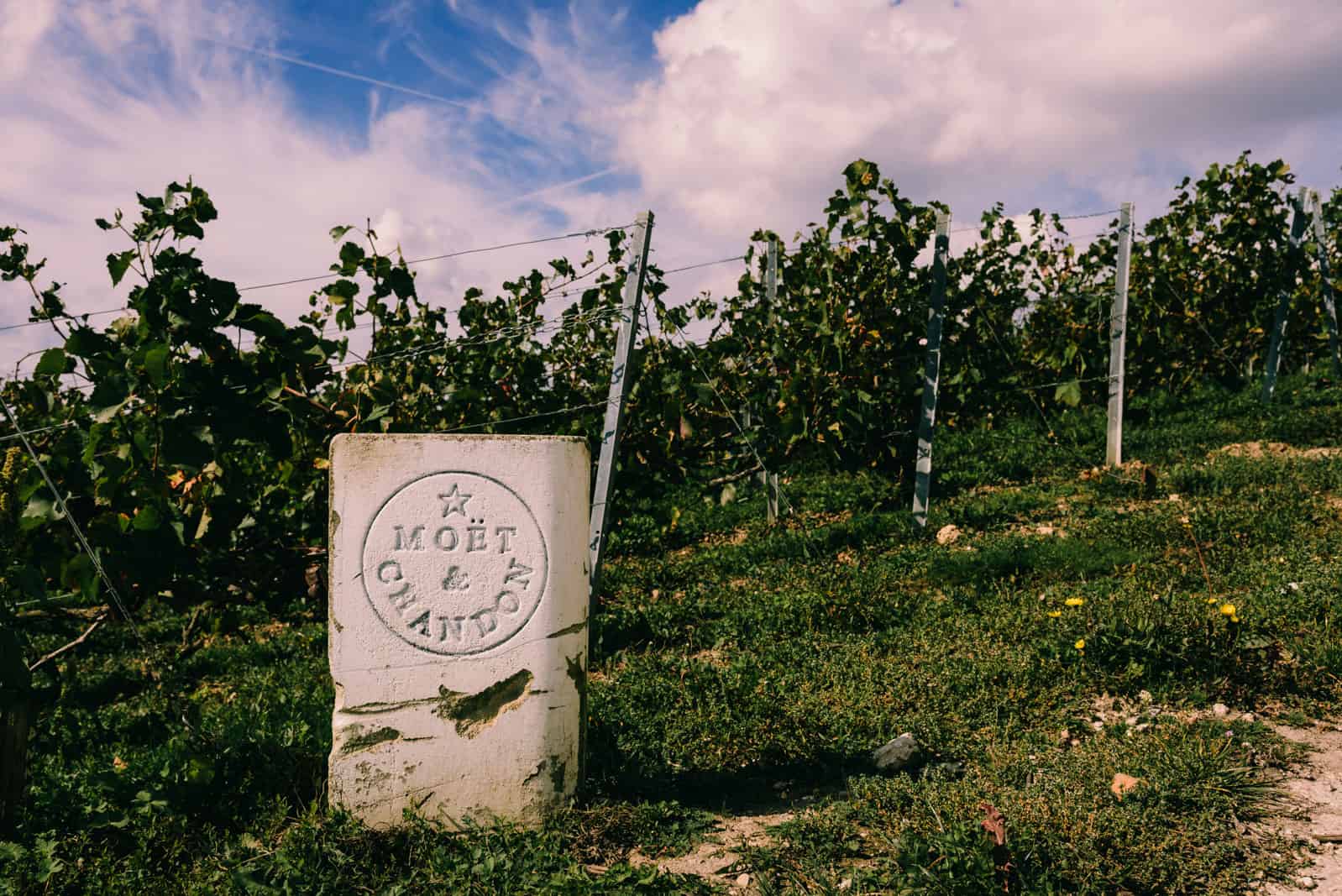 Champagne moet & Chandon wineyard