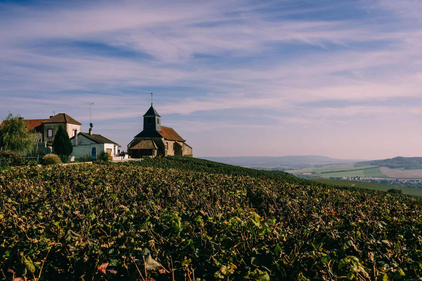 Champagne wineyard