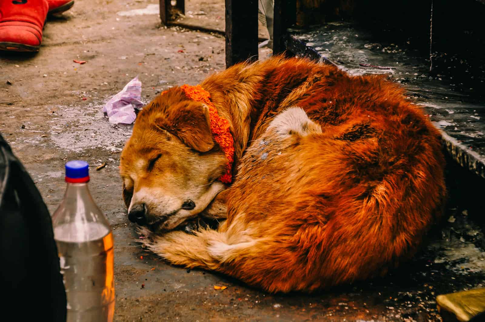 Kathmandu SWAYAMBHUNATH STUPA