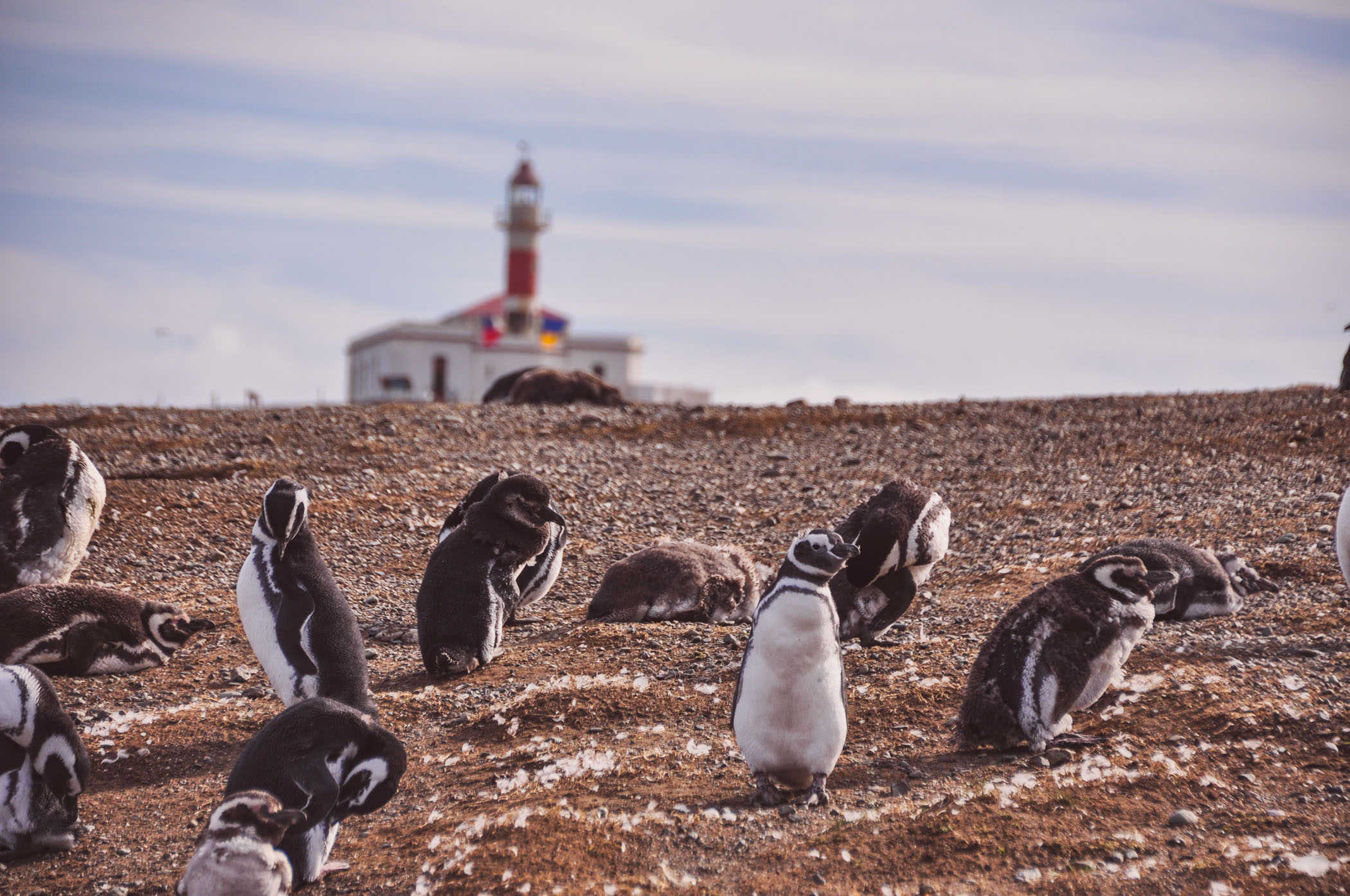 magdalena island penguin tour