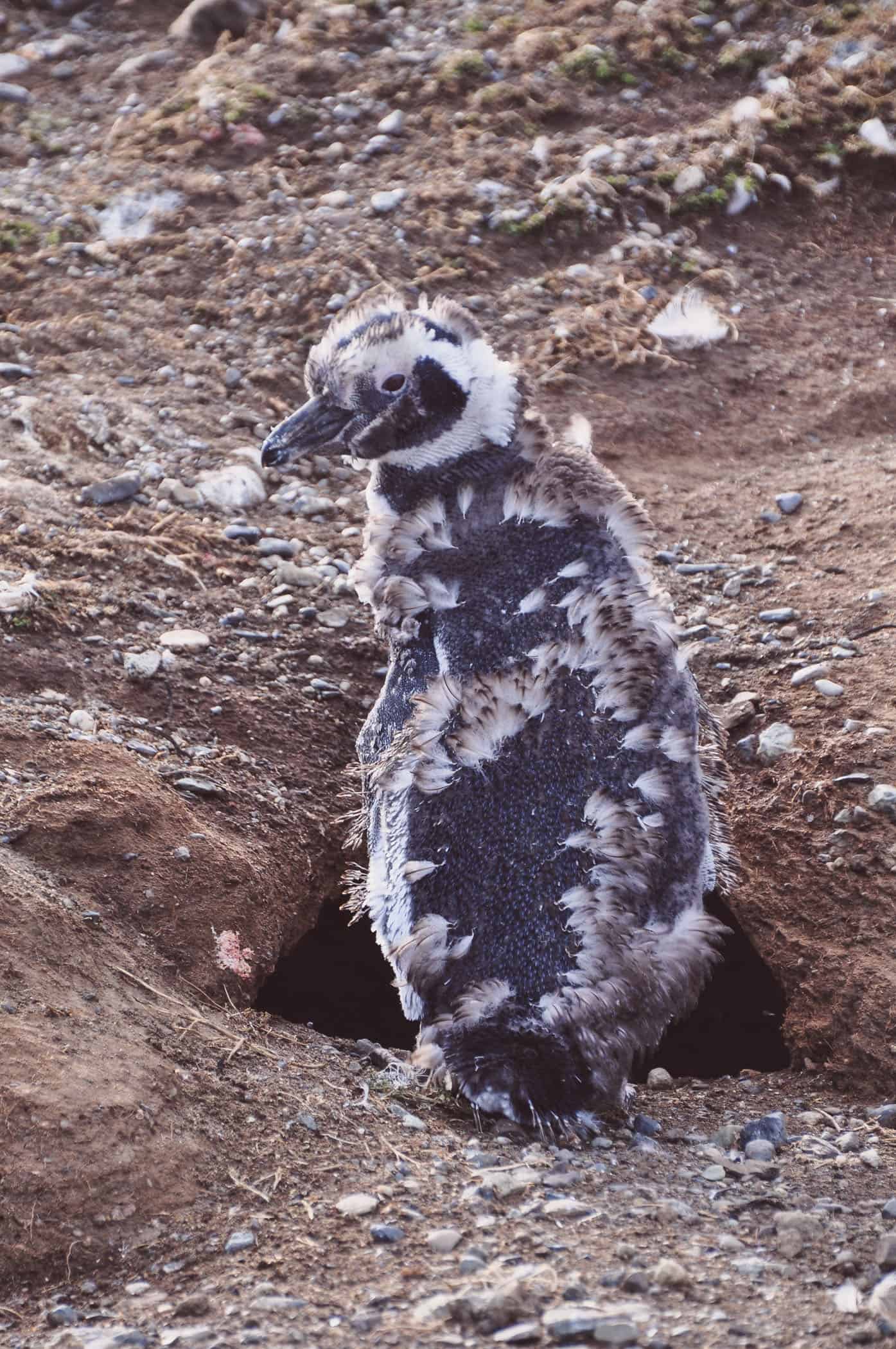 Patagonia Punta Arenas Pinguin colony