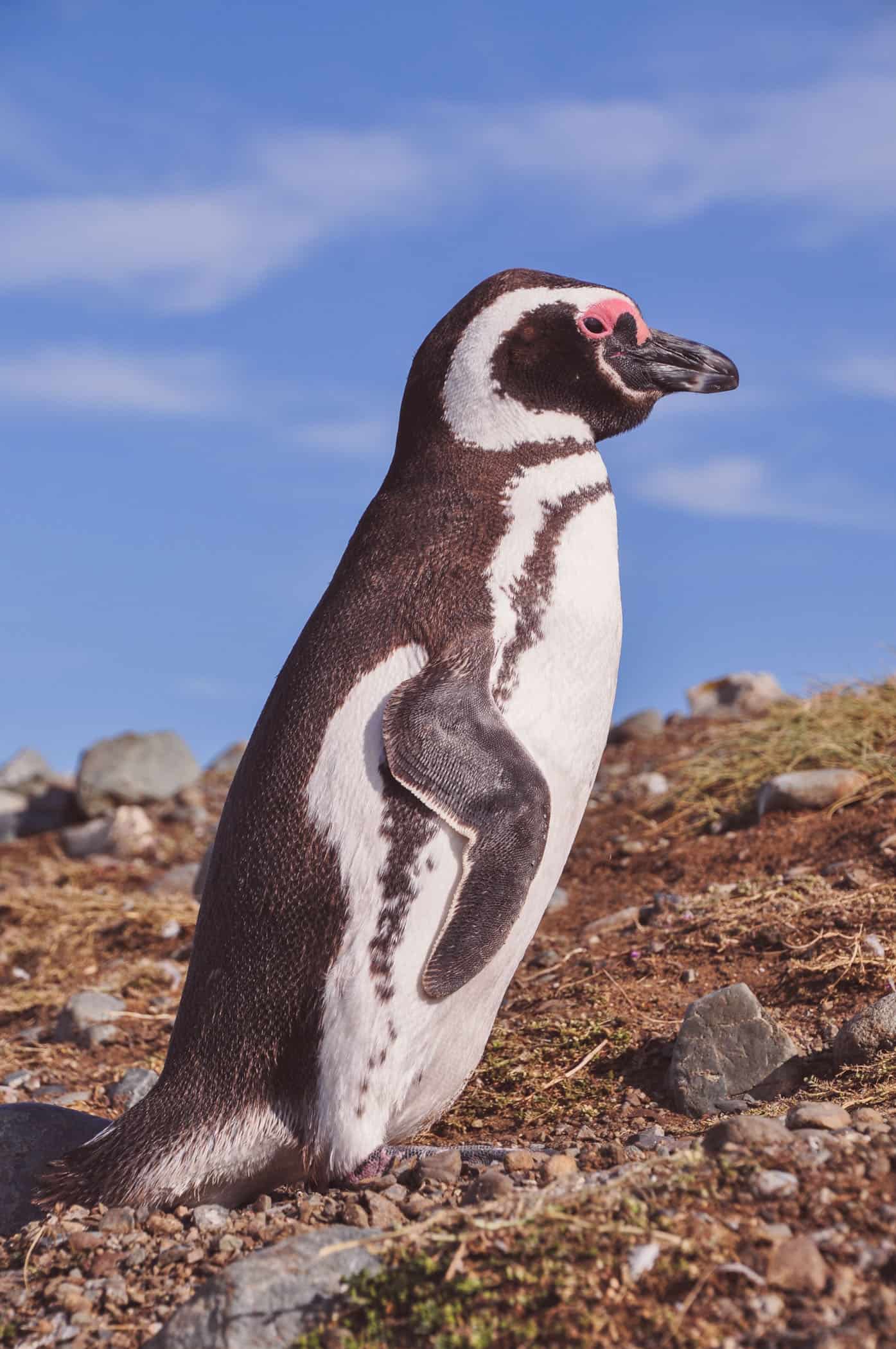 Patagonia Punta Arenas Pinguin colony