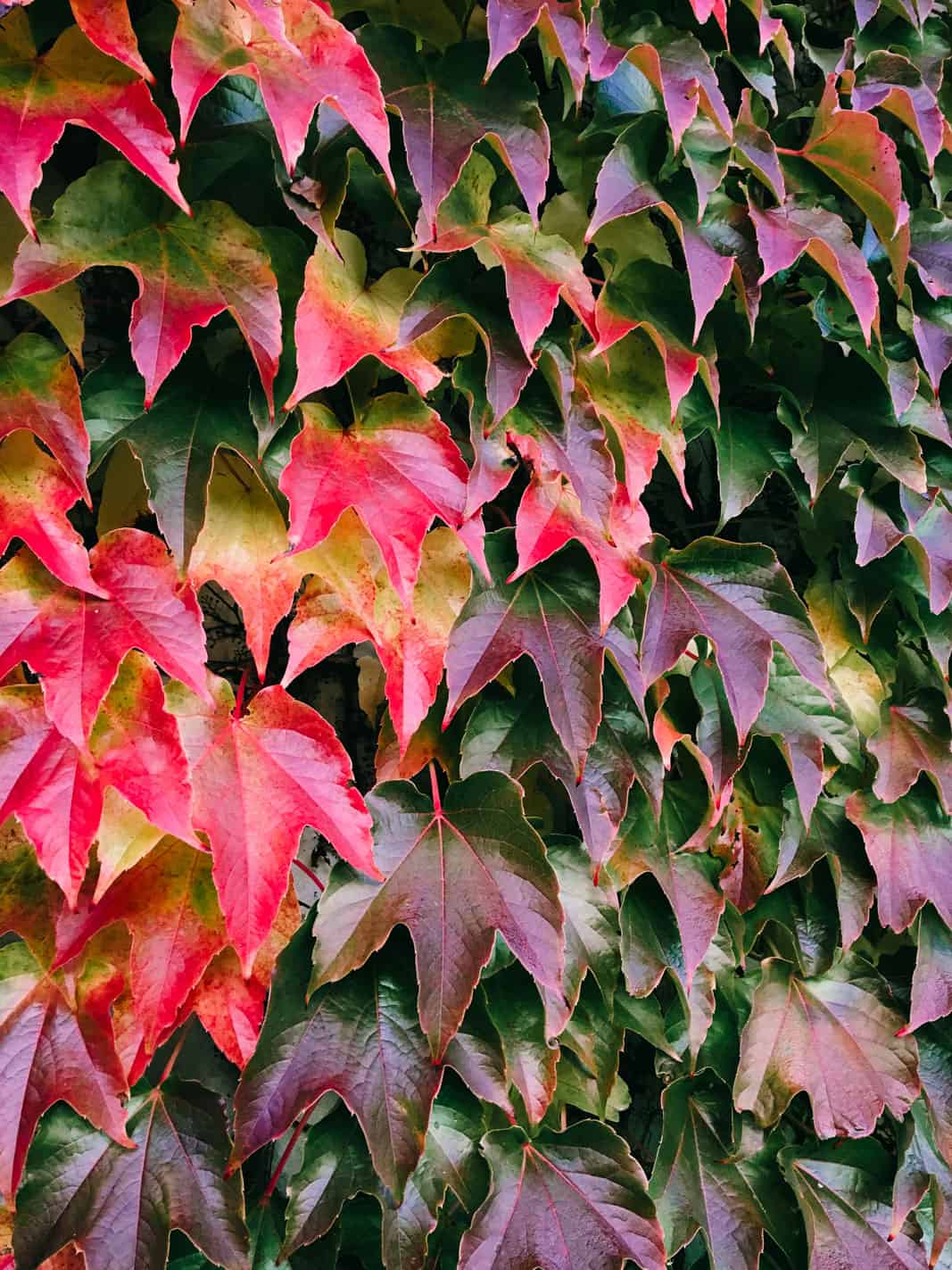 Running Lake Zug Cham