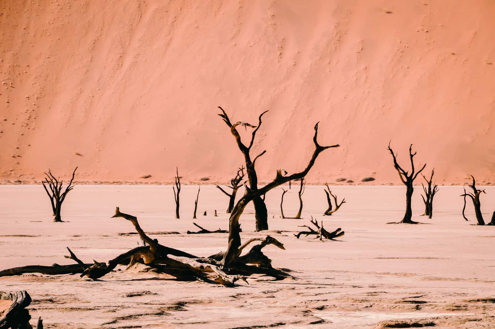 namibia dead vlei