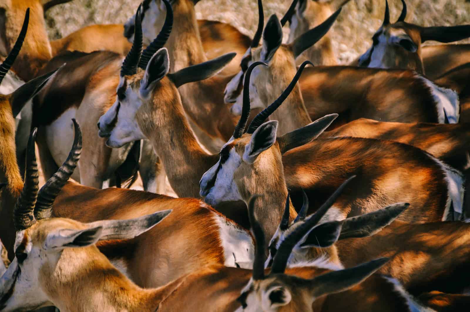 namibia etosha national park