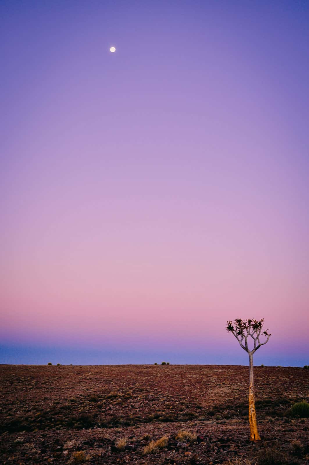 namibia lone tree at sunset