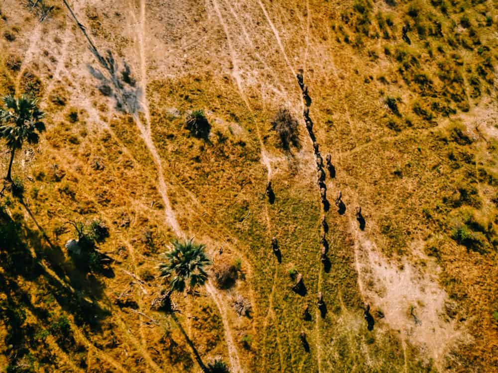 Botsuana okavango air safari