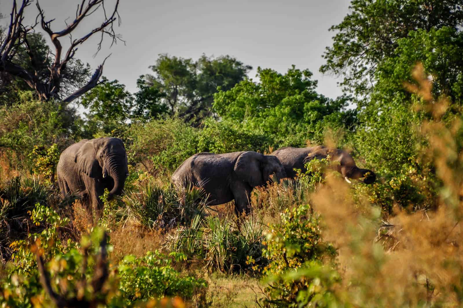 Botsuana okavango safari