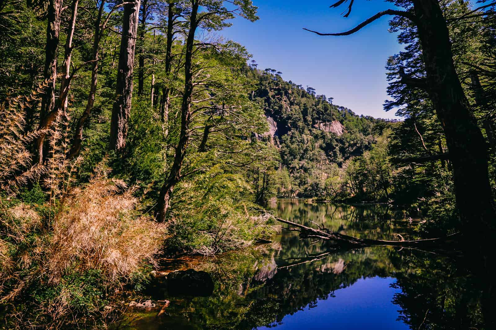 Chile Pucon Huerquehue National Park
