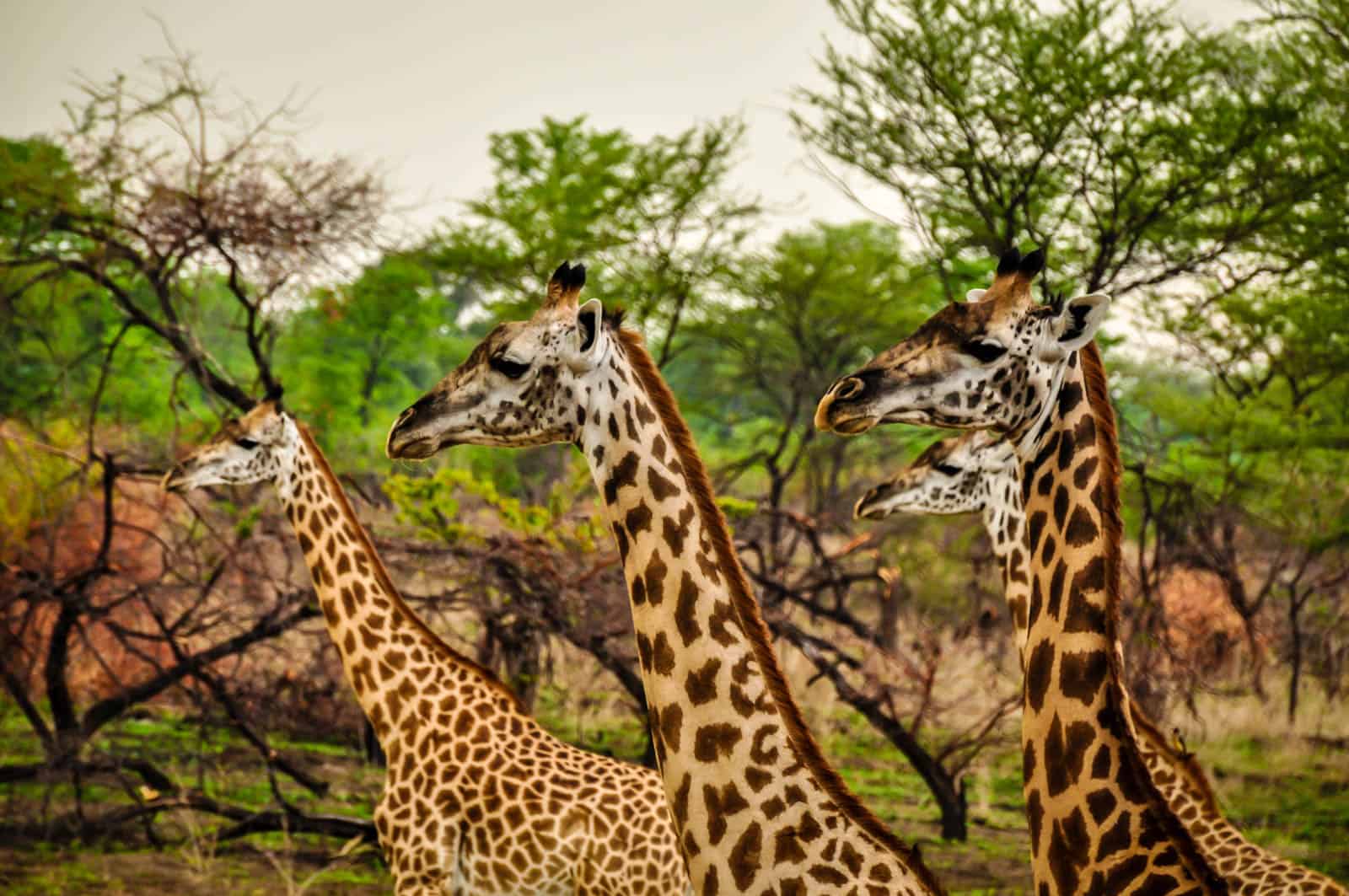 Zambia giraffes
