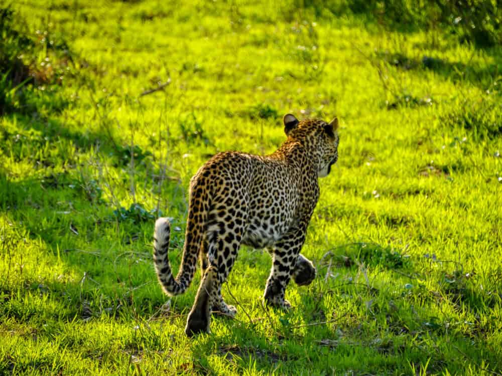 Zambia leopard