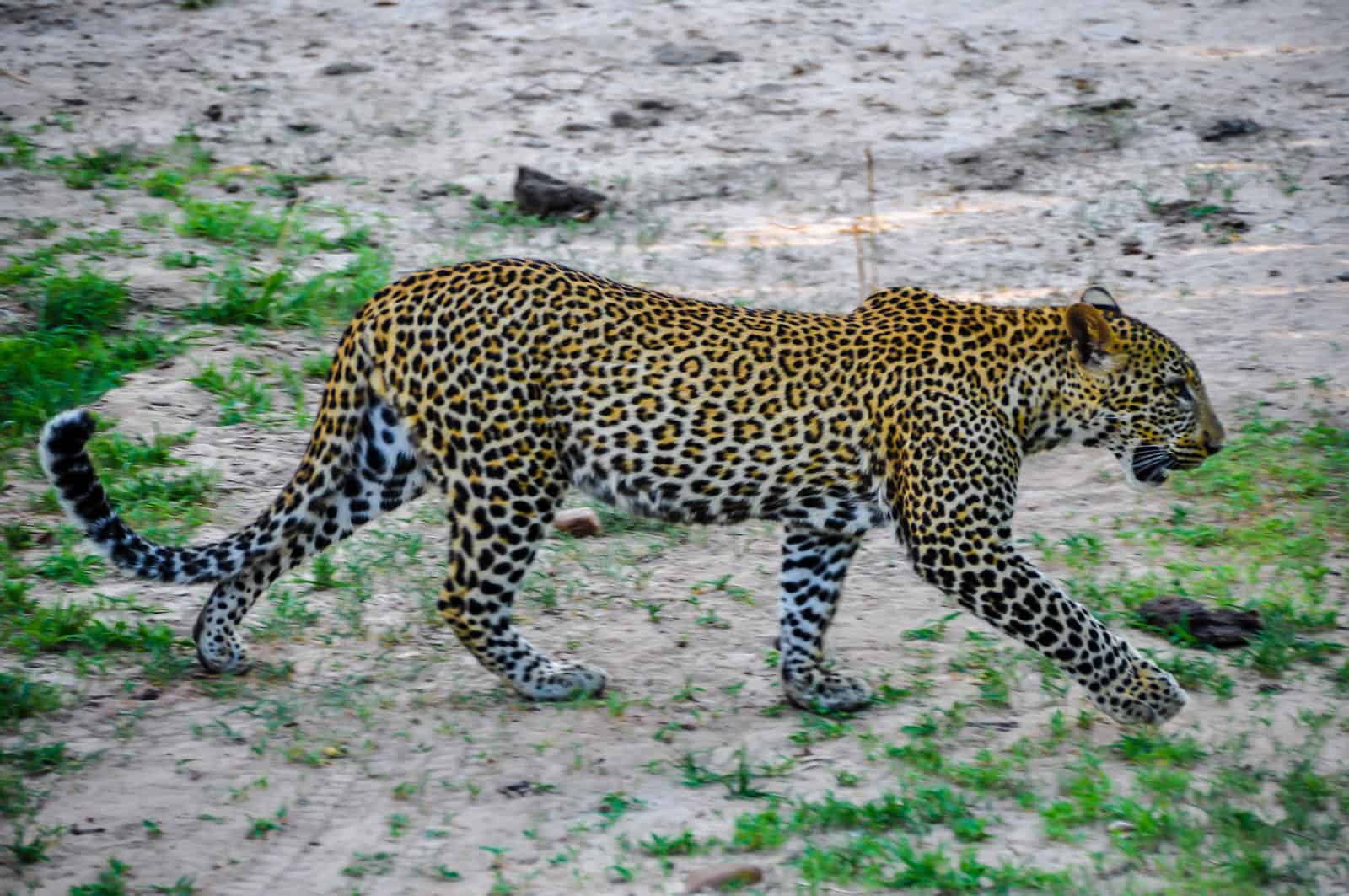 Zambia leopard