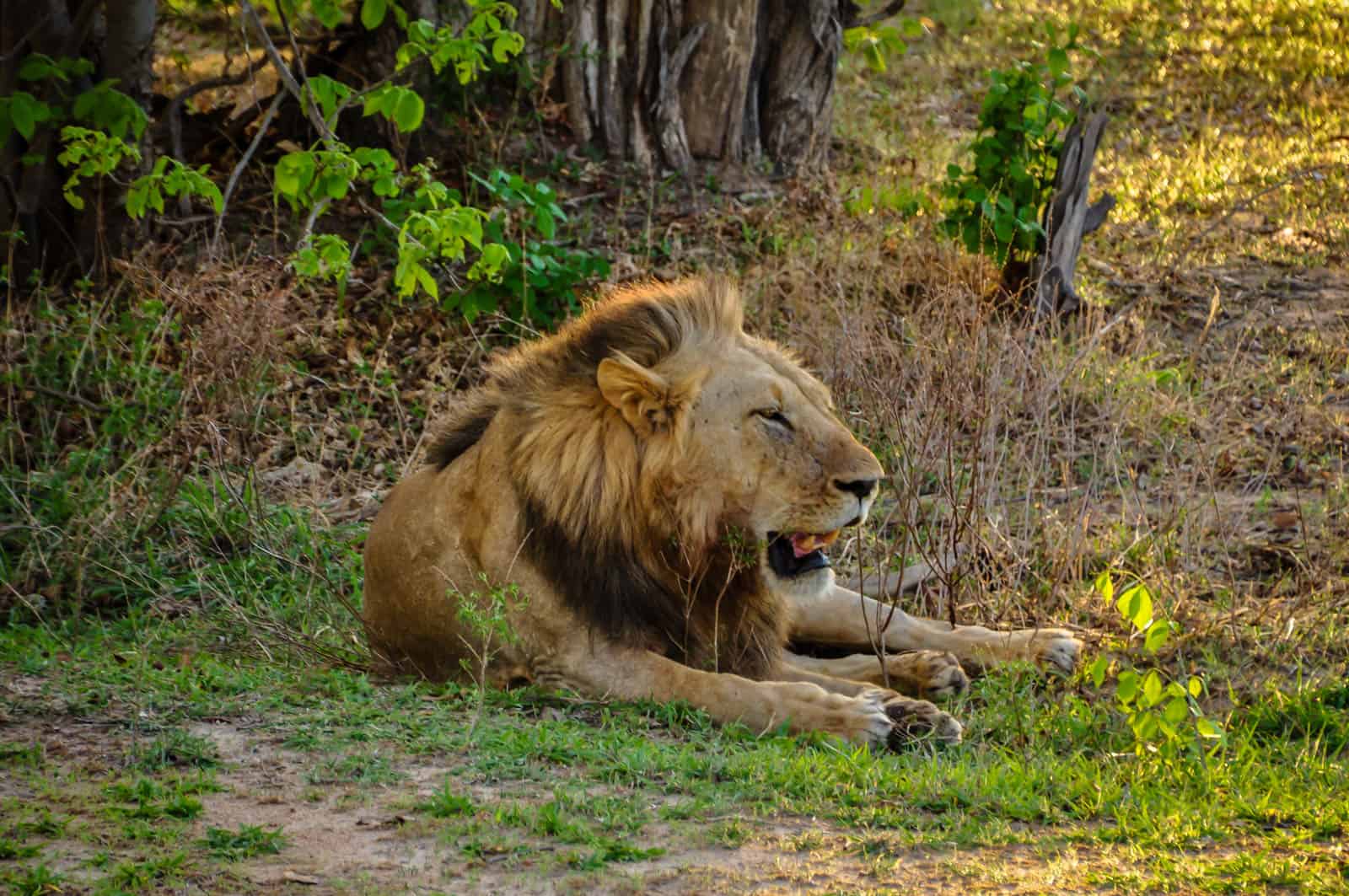 Zambia male lion