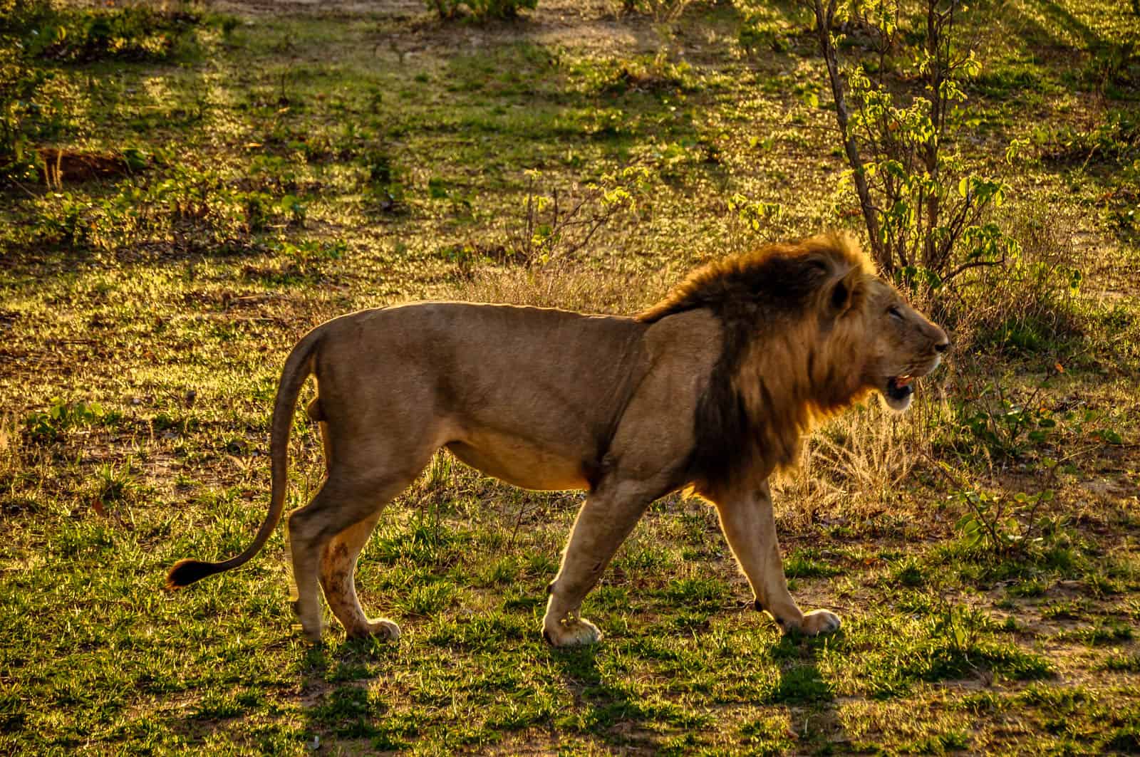 Zambia male lion