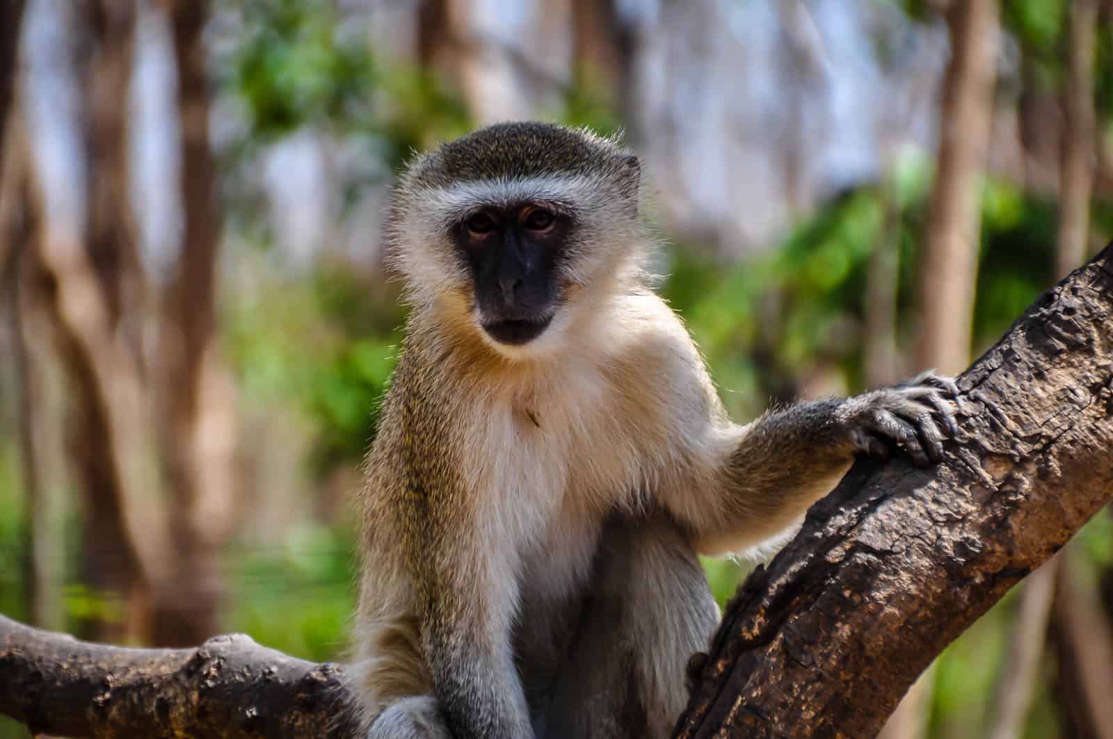 Zambia monkey