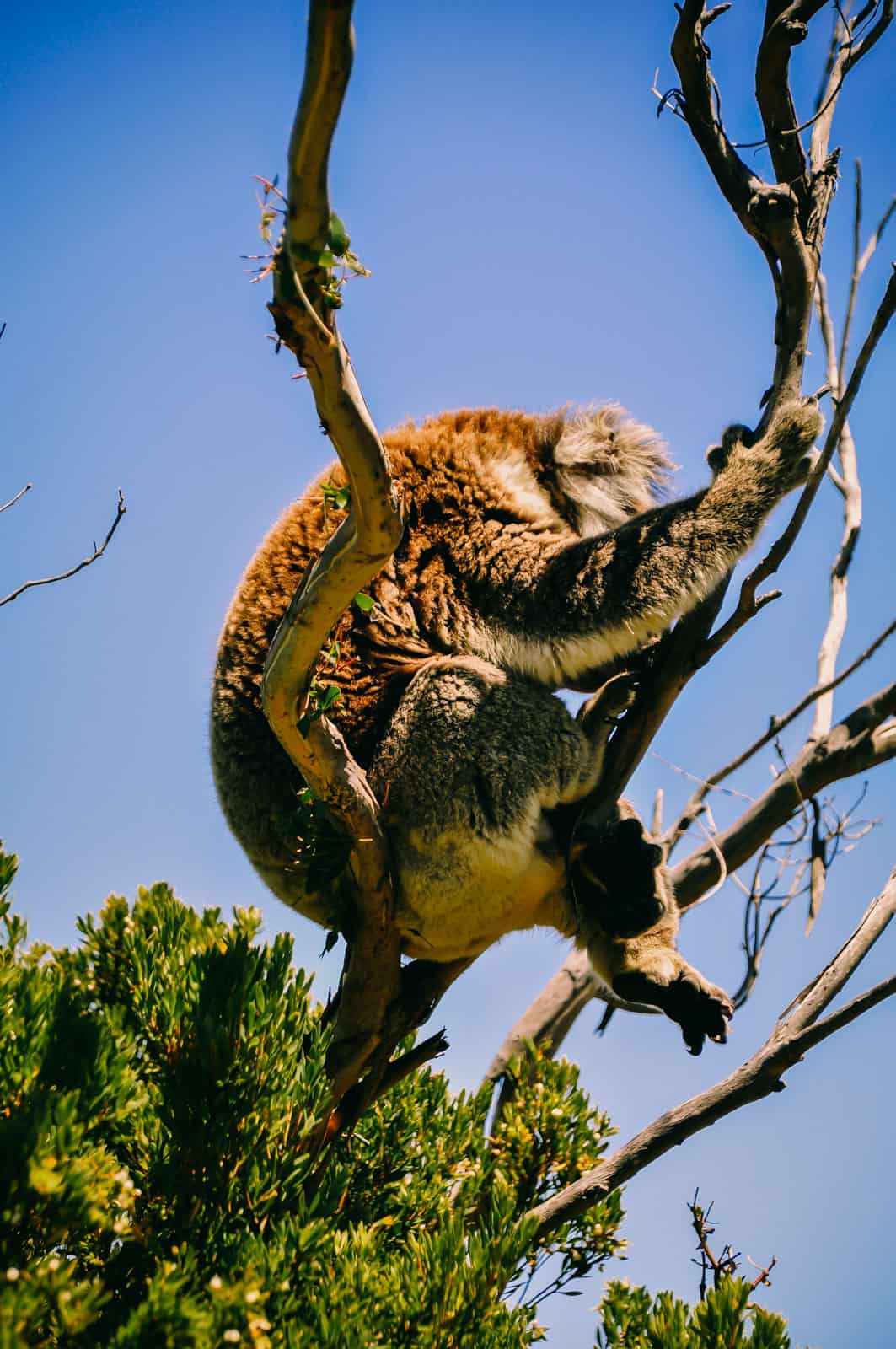 Great Ocean Road sleeping koala in a tree
