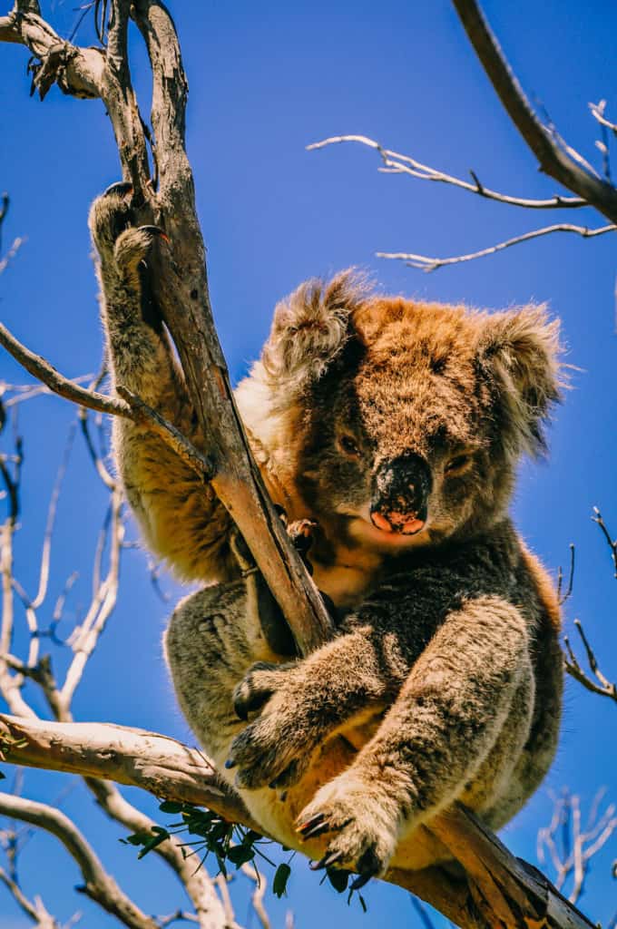 Great Ocean Road sleeping koala in a tree