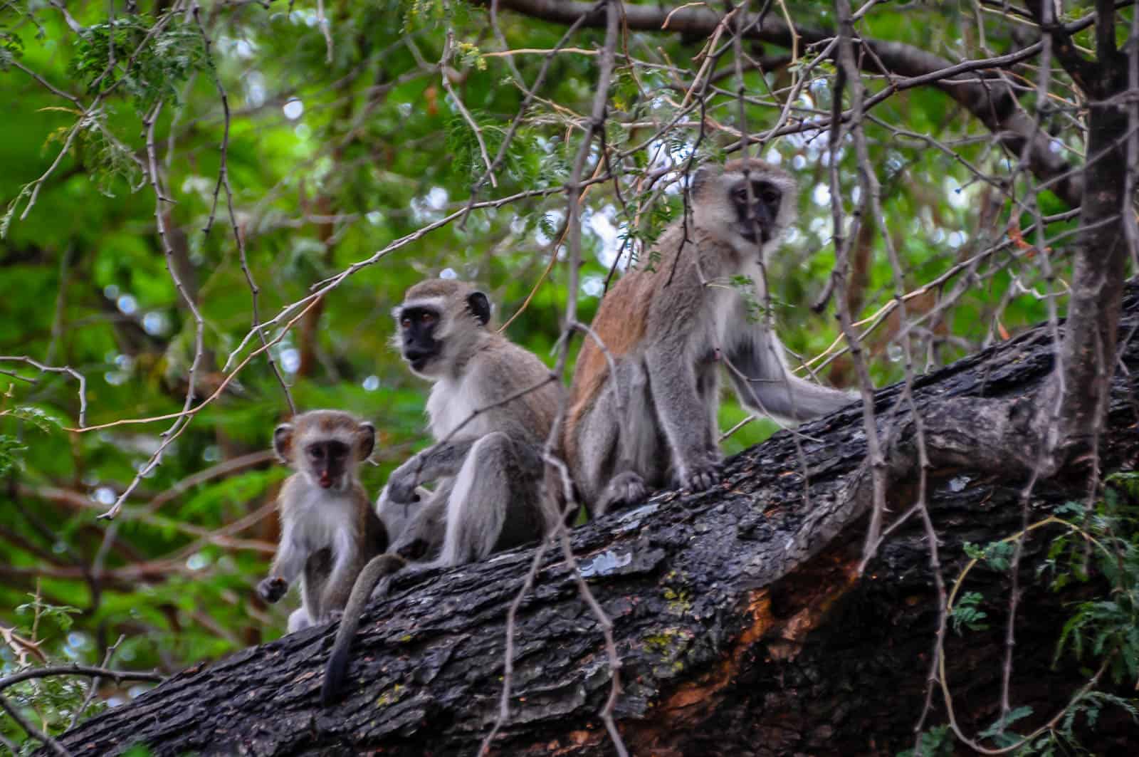 Malawi monkeys in tree