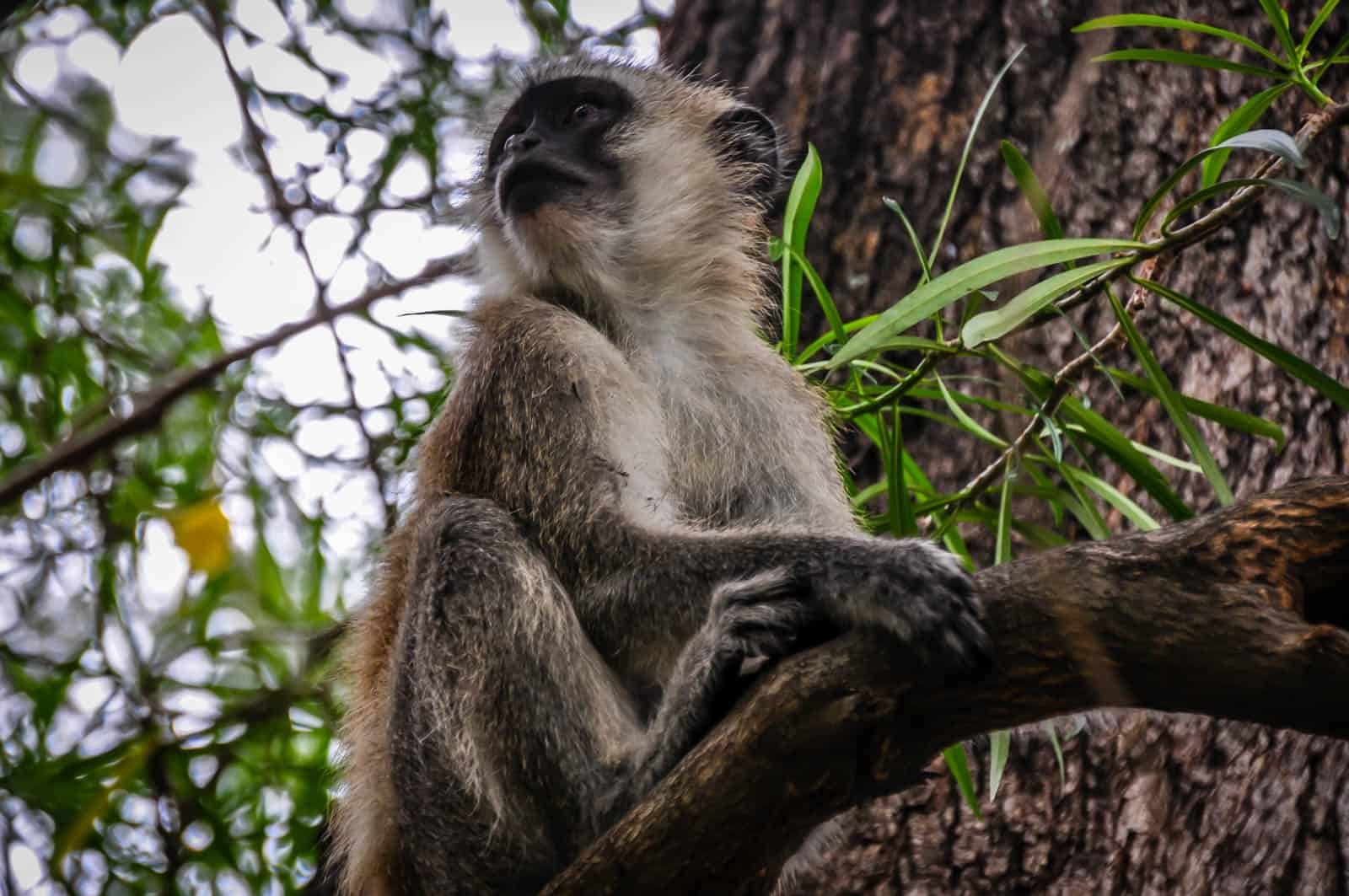 Malawi monkey in tree