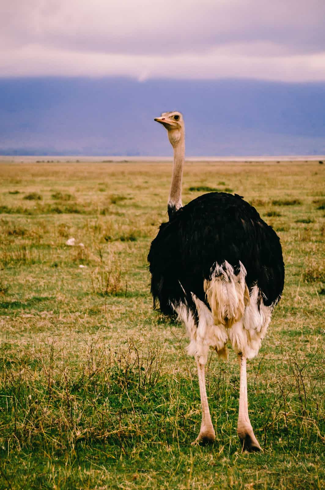 Tanzania ngorongoro crater ostrich