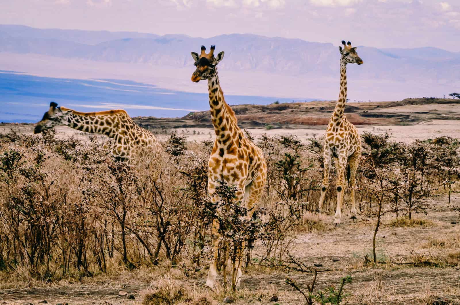Tanzania ngorongoro crater giraffes