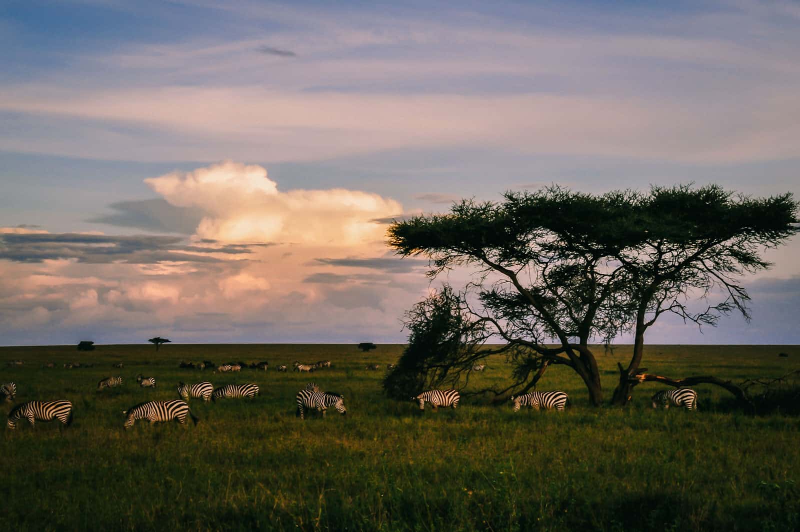 Tanzania Serengeti