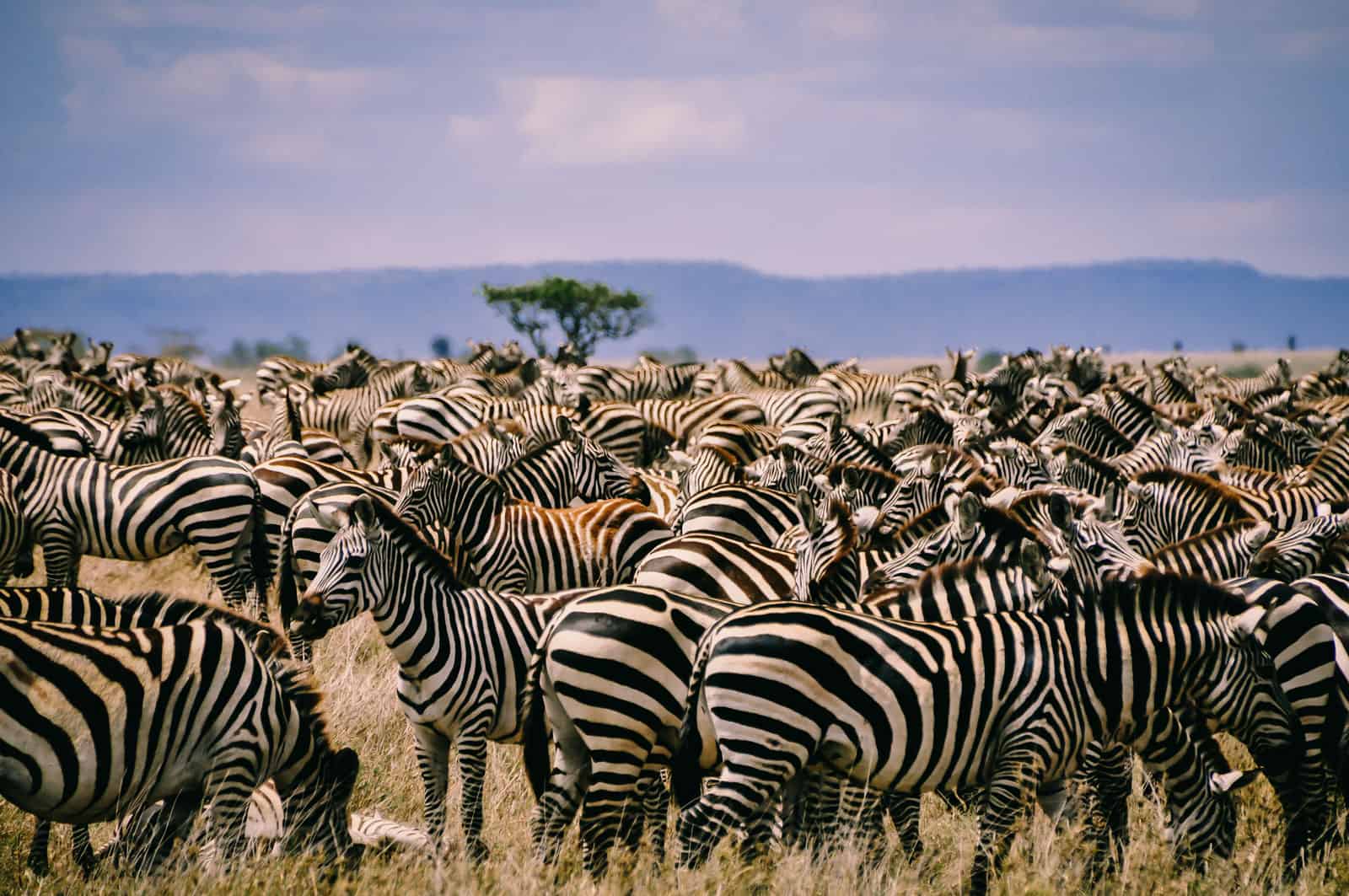 Tanzania Serengeti zebras
