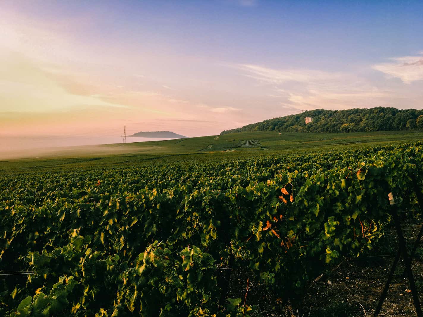 Vertus Champagne running through wineyards