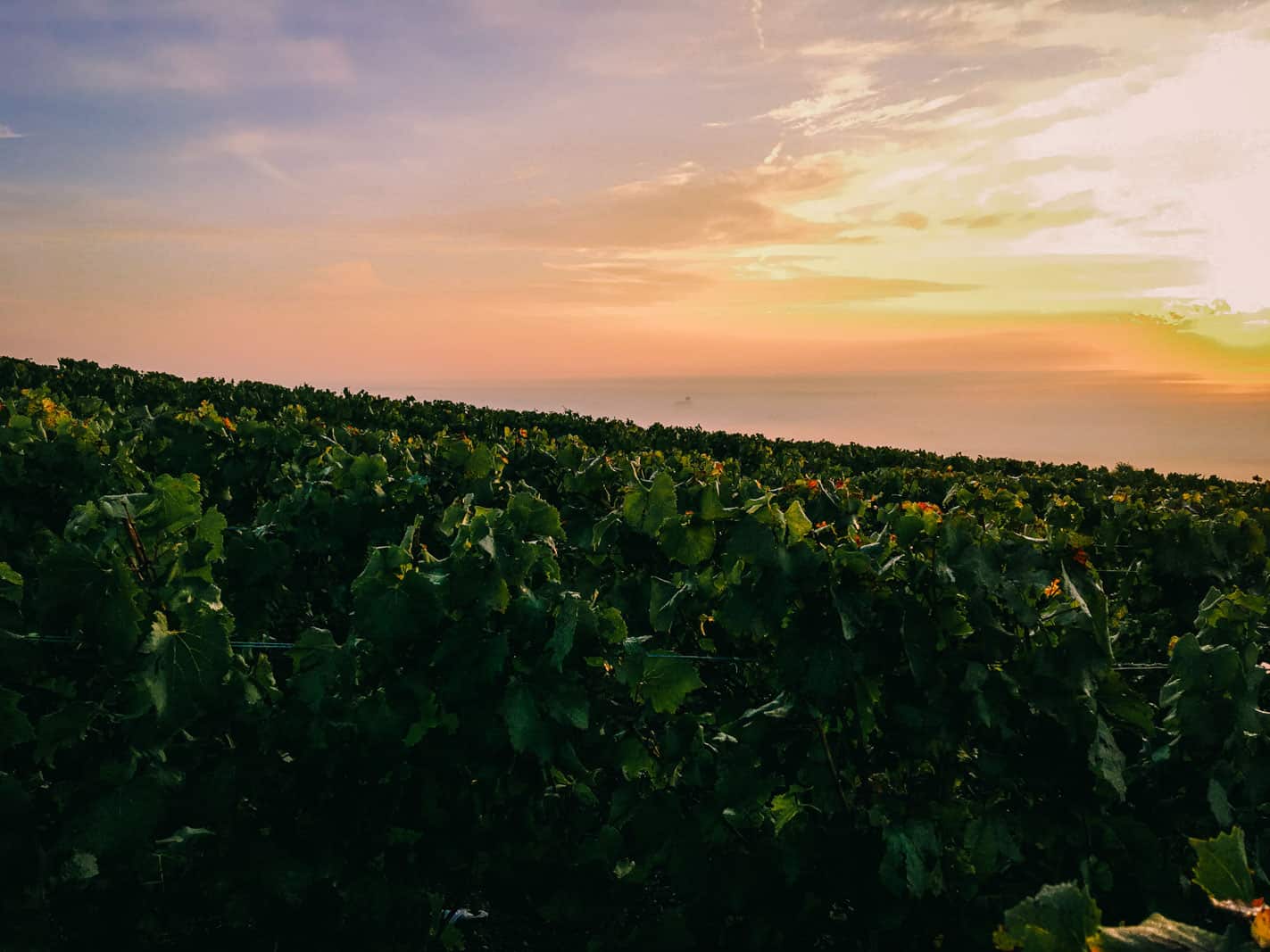 Vertus Champagne running through wineyards