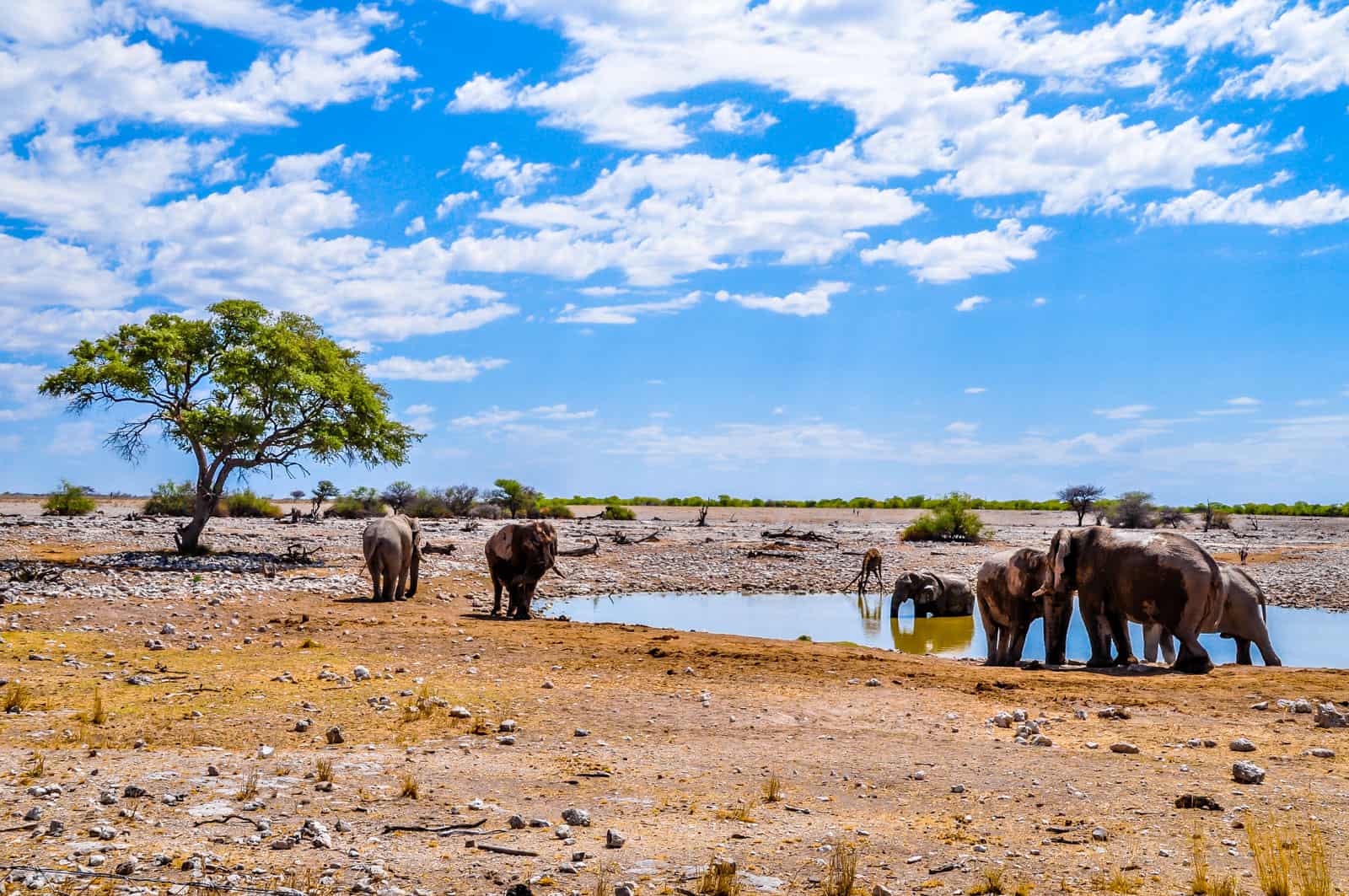 namibia safari empfehlung outback africa