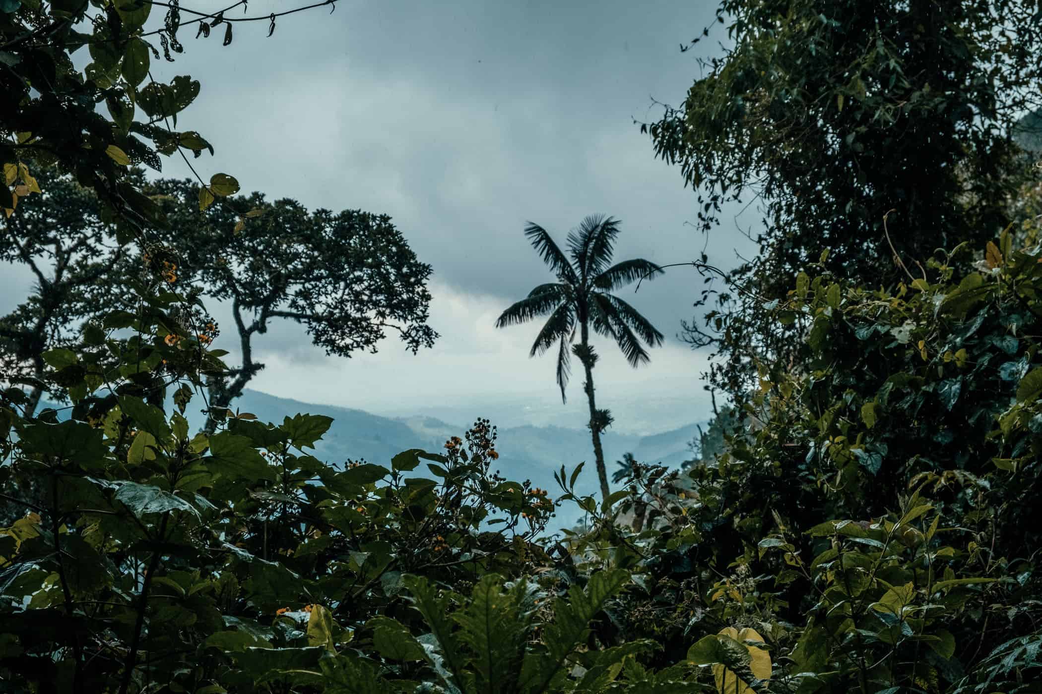 Cocora Valley Colombia