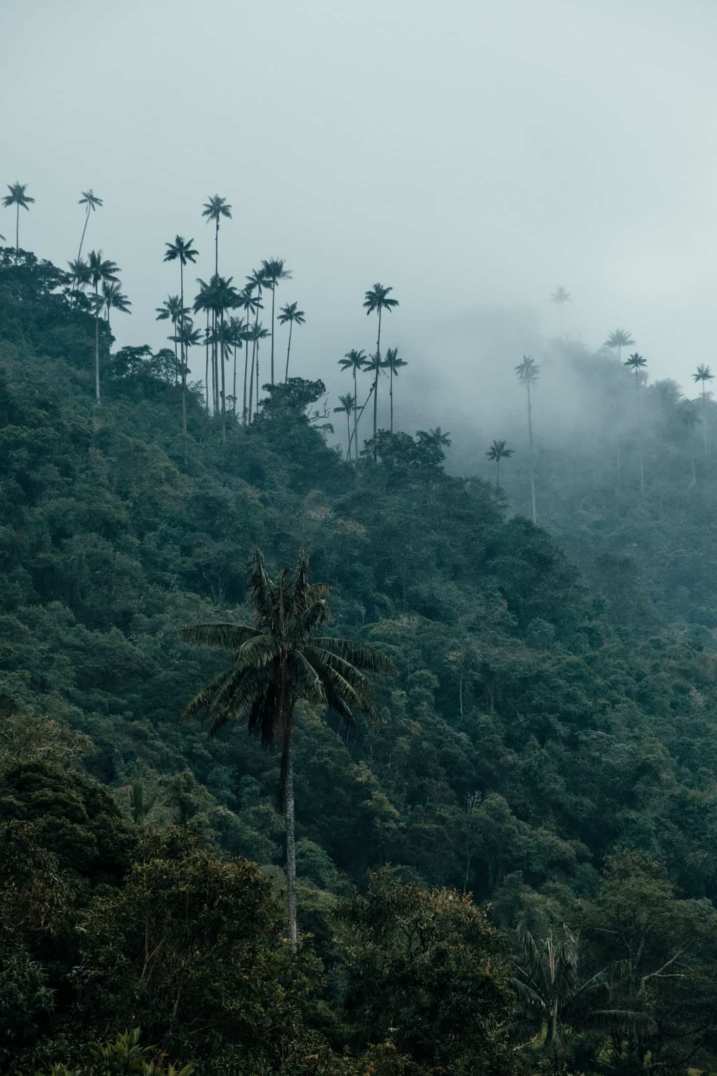 Cocora Valley Colombia