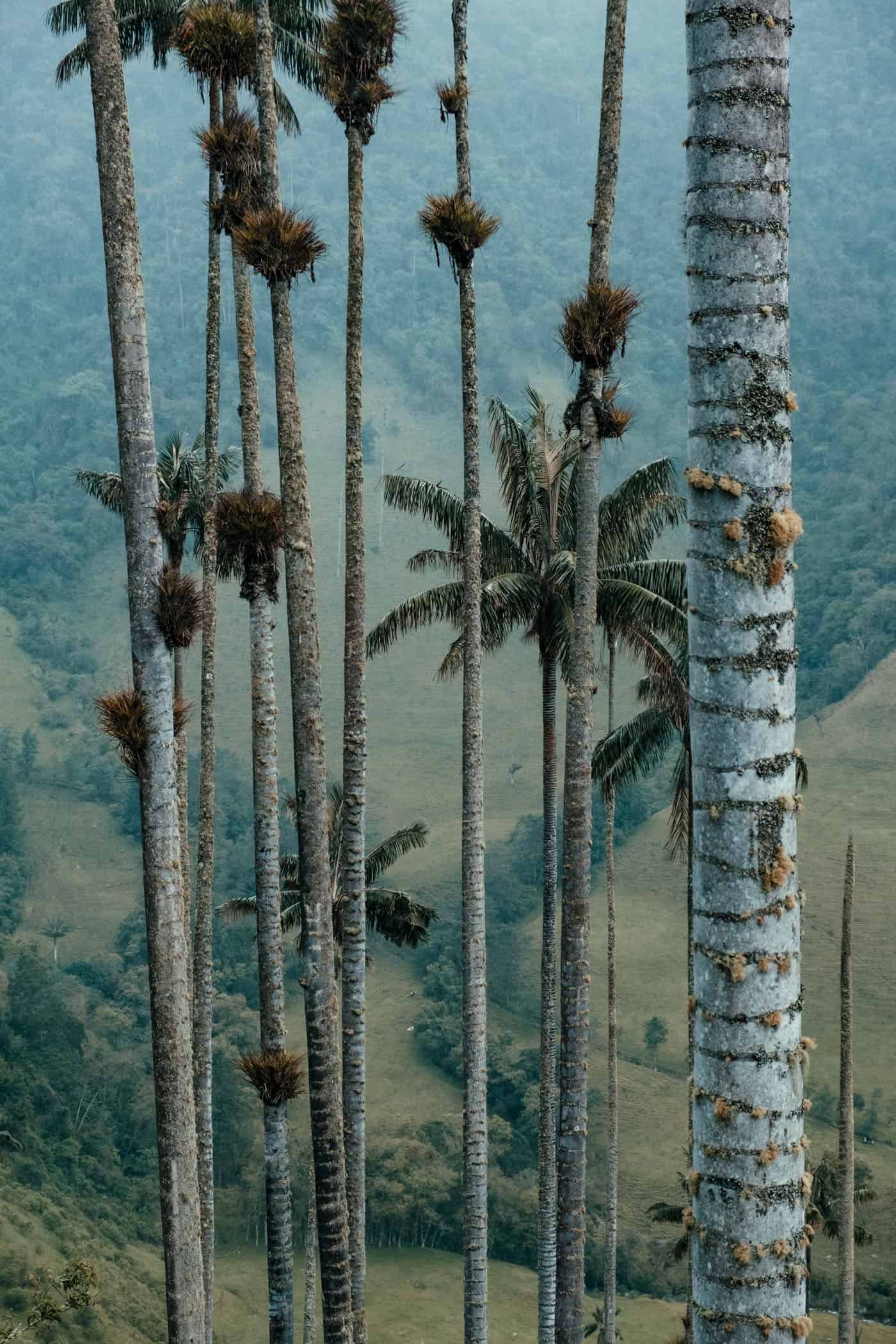 Cocora Valley Colombia