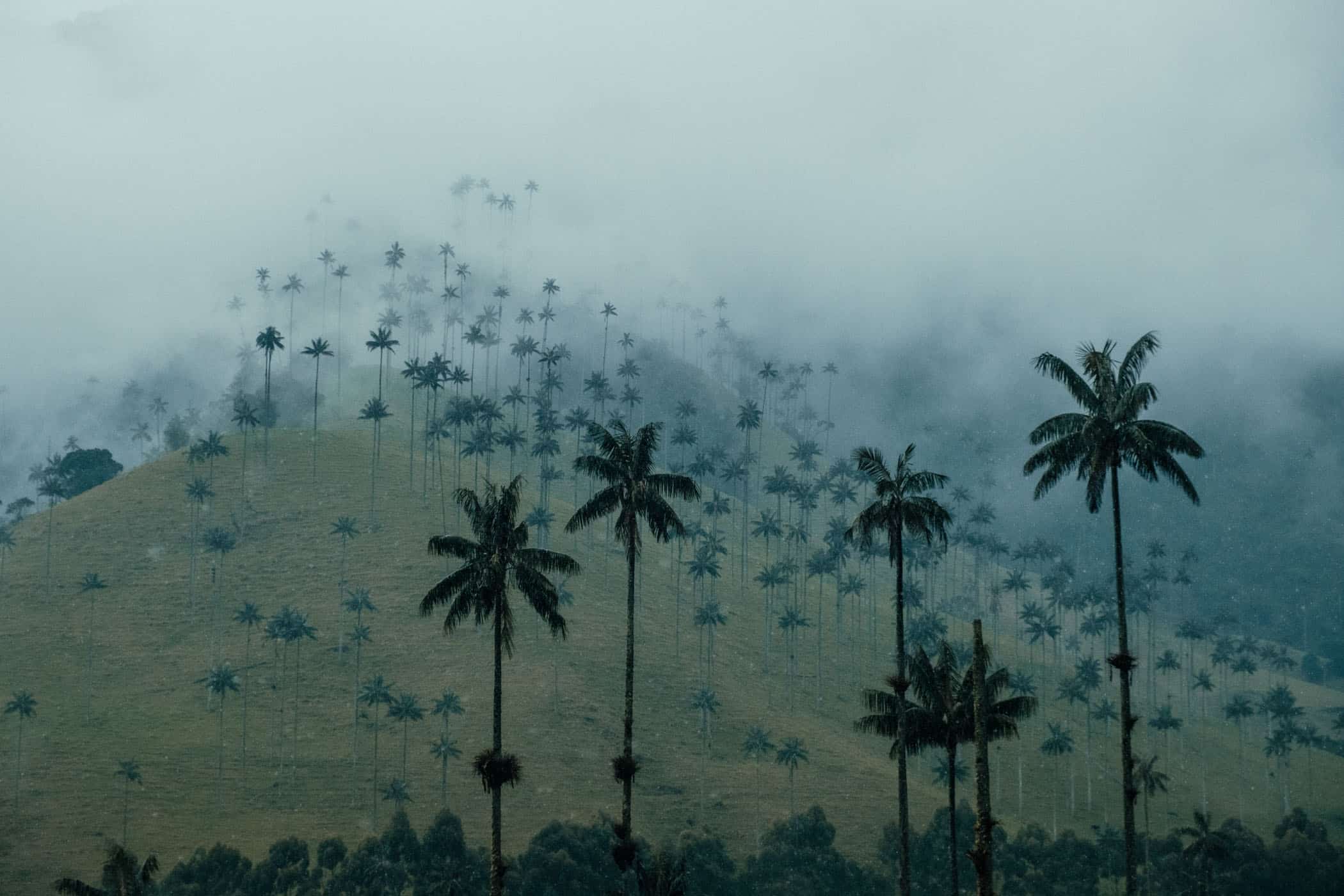 Cocora Valley Colombia