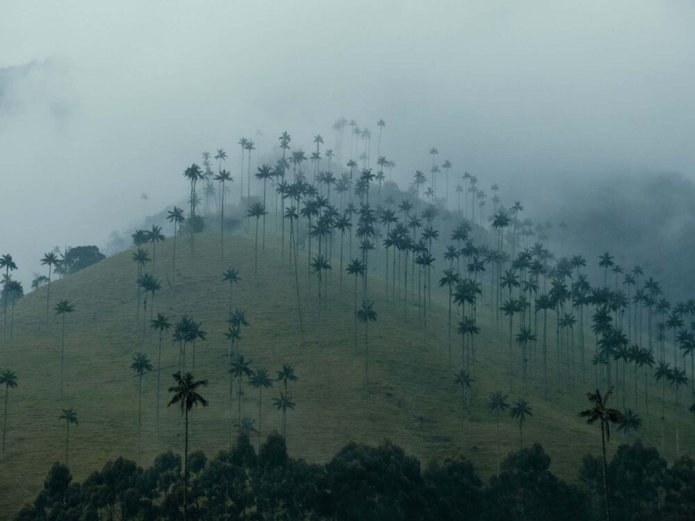 Cocora Valley Colombia