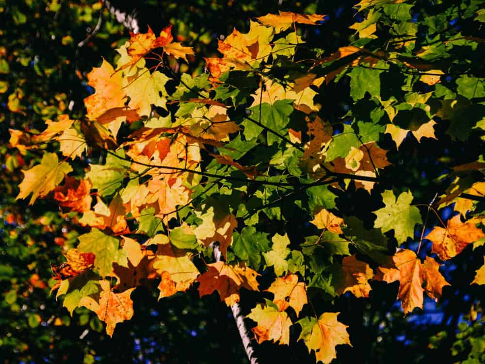 Concord, MA Indian Summer