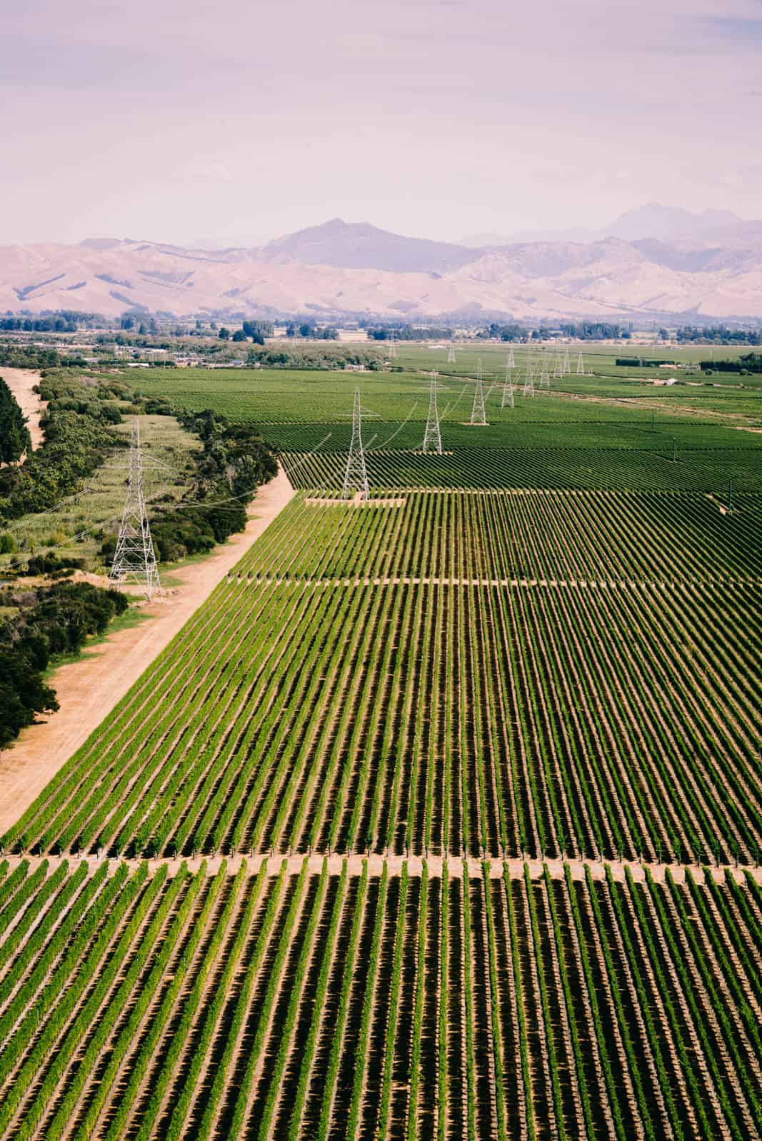 view of Rarangi vineyards from elevated position