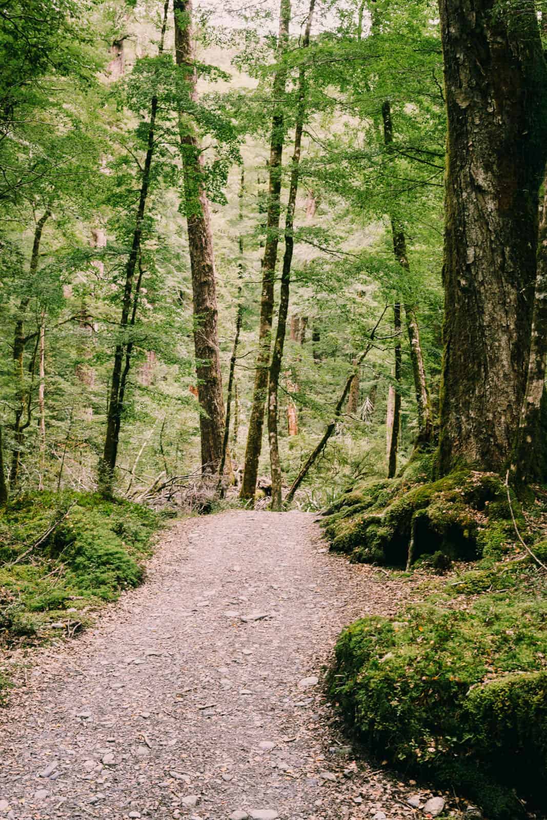 Routeburn track forest path