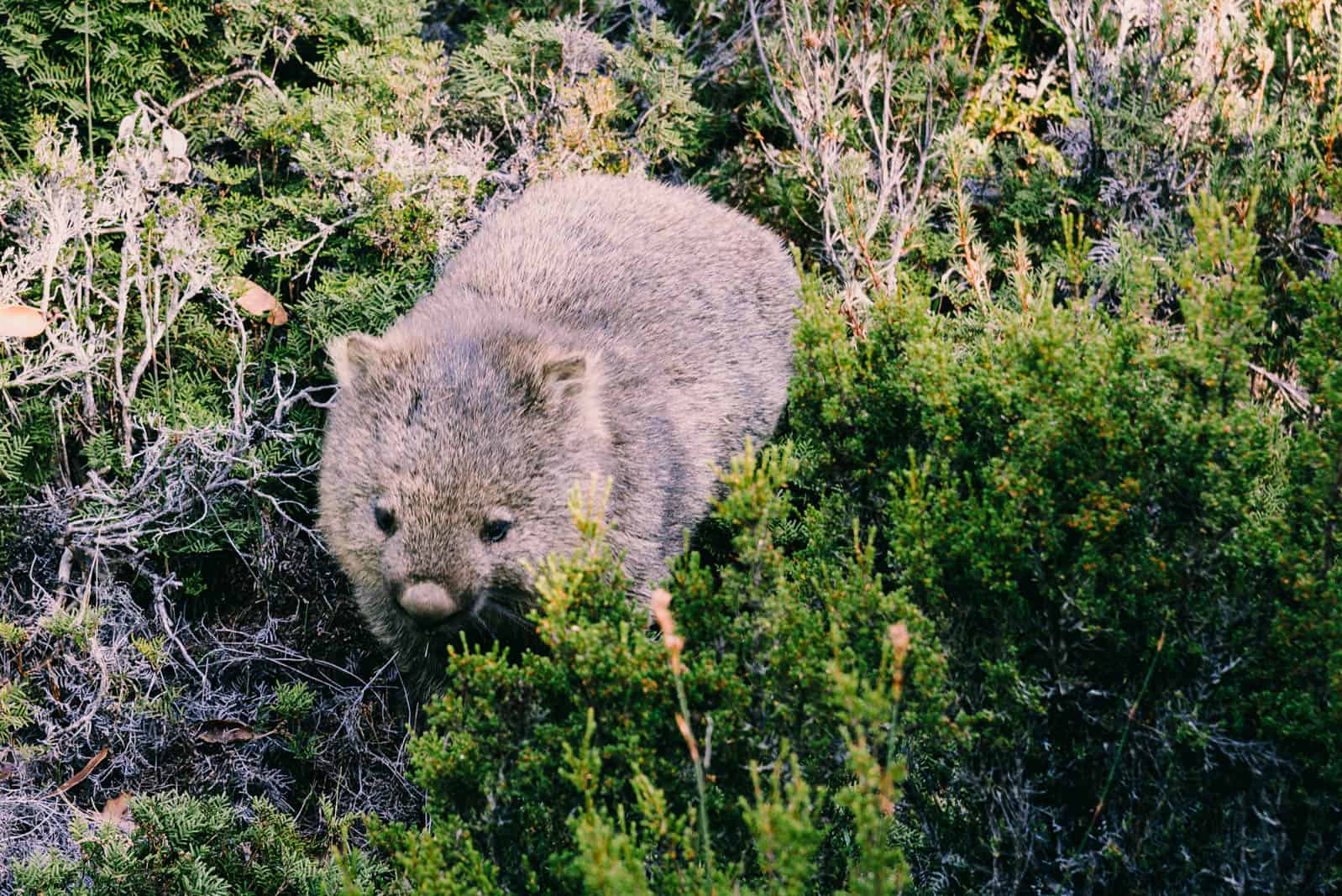 Overland Track wombat