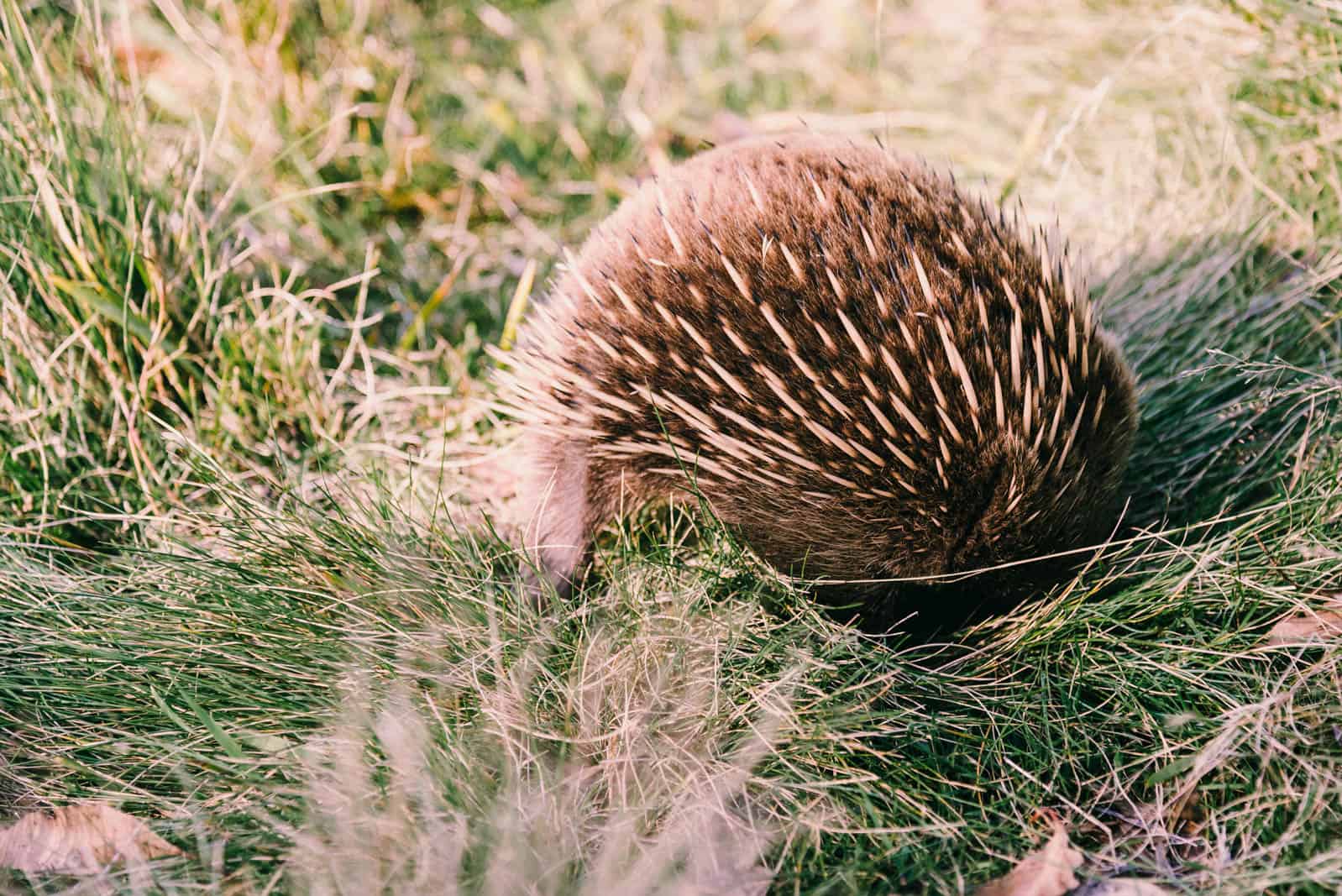 Overland Track echidna