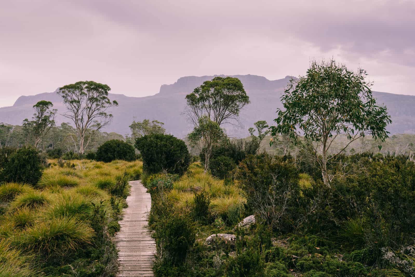 Overland Track board walk