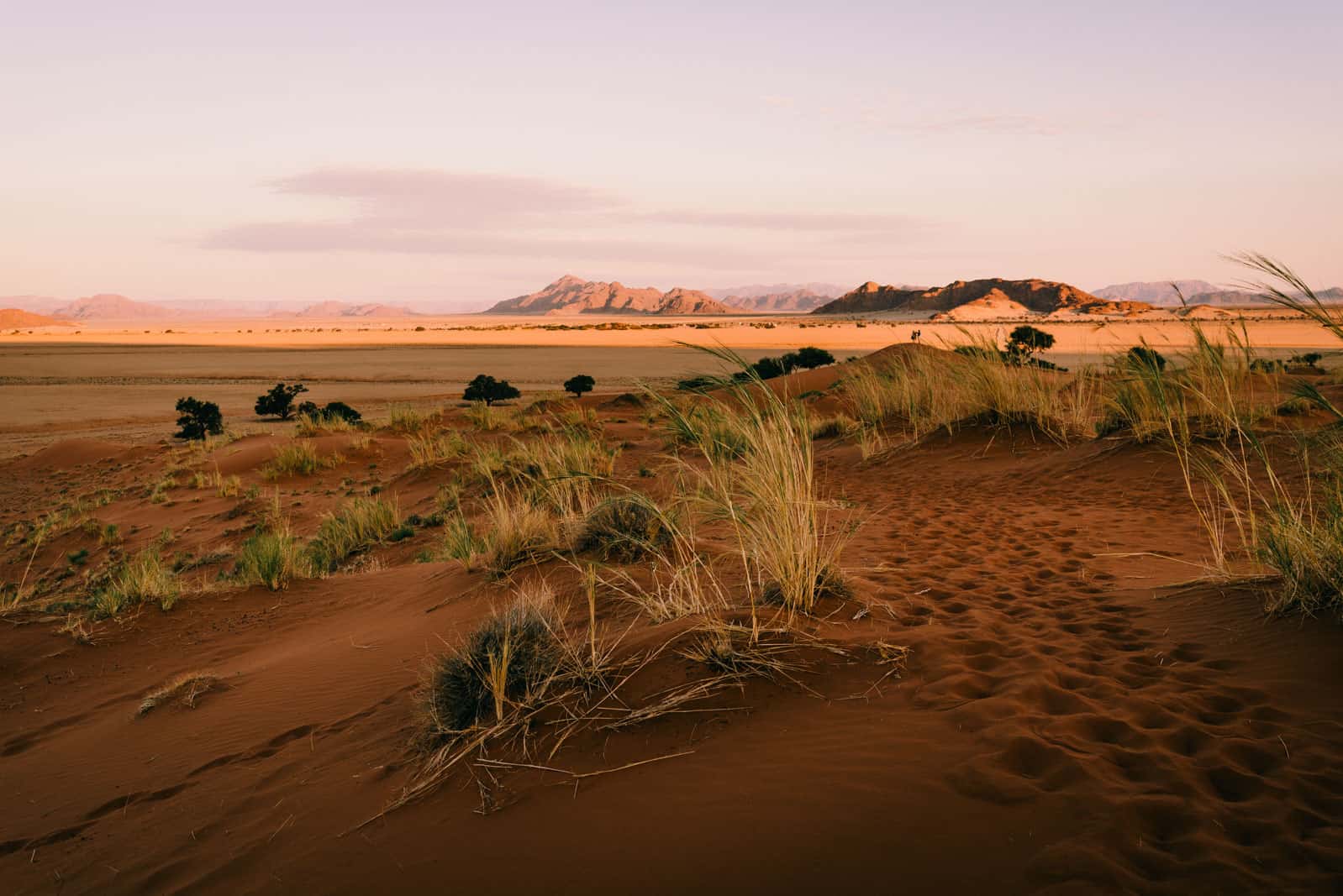 namib desserts